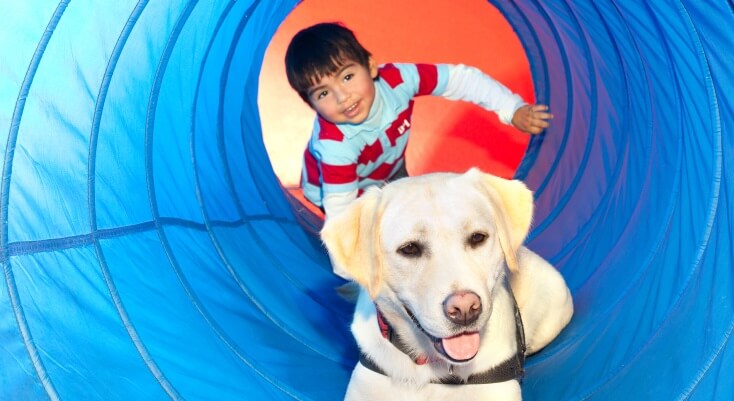 A boy and his therapy dog walking through a pop-up tunnel.