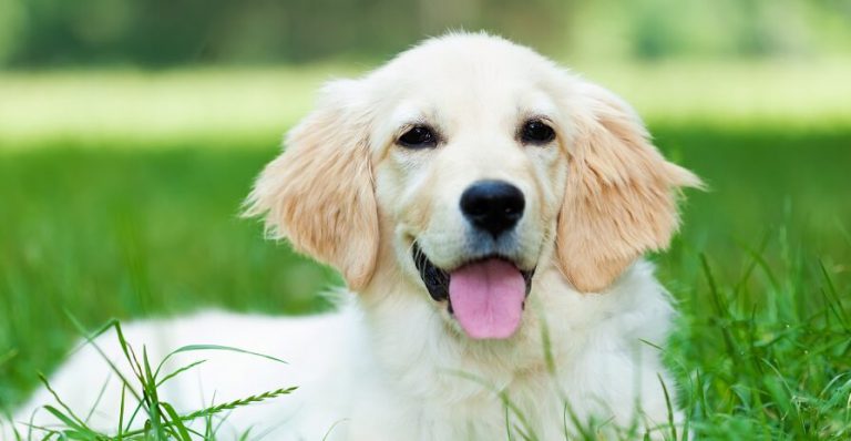 A labrador retriever sitting in a patch of grass.